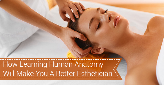 How Learning Human Anatomy Will Make You A Better Esthetician