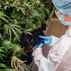 Application of Quality & Safety in Cannabis, Edibles, & Food Industries